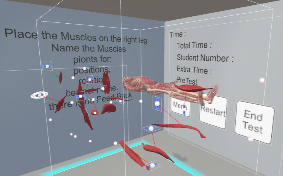 Bones with floating muscles in a VR test